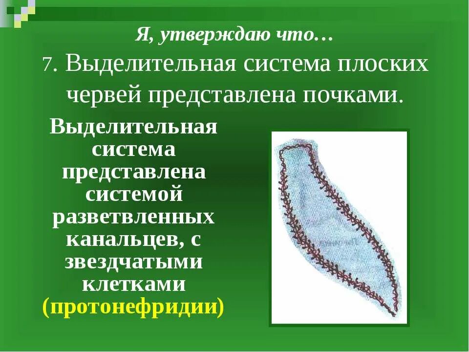 Особенности строения выделительной системы плоских червей. Выделительная система плоских червей. выделительная система плоских червей представлена. тип плоские черви выделительная система. выделительная система плоских червей 7.