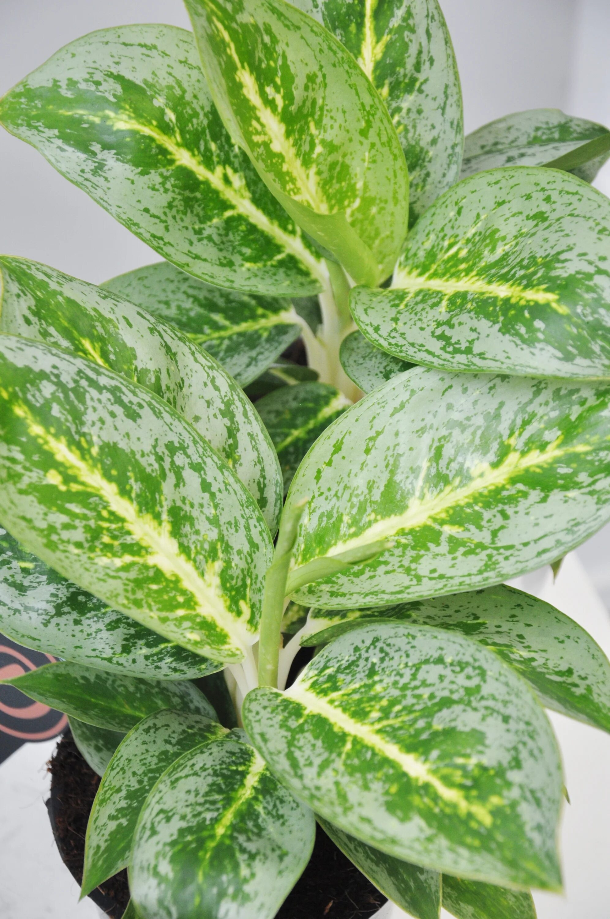 Аглаонема кей лайм. Аглаонема лайм. Аглаонема key lime. Аглаонема лемон минт. Аглаонема лайм.