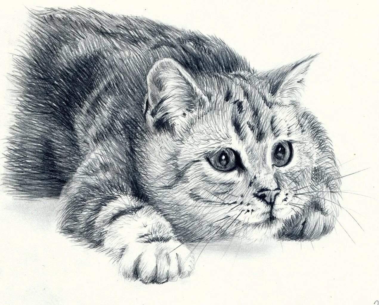 Рисунок оч. Рисунок карандашом легкий. Рисунок оч. Рисунки карандашом для срисовки девушки. Рисунки животных.