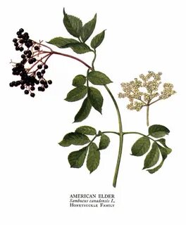 Elder plant