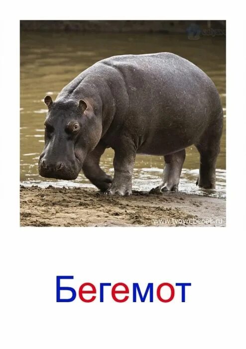 Бегемот по английски. Карточки домана бегемот. бегемот карточка для детей. бегемот надпись. гиппопотам с надписью для детей.