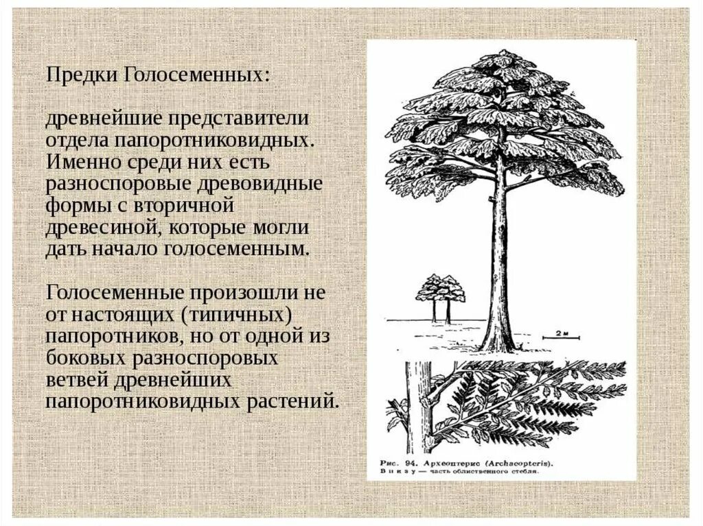 Возникновение голосеменных. Древнейшие Голосеменные. Появление голосеменных растений. Голосеменные доклад.