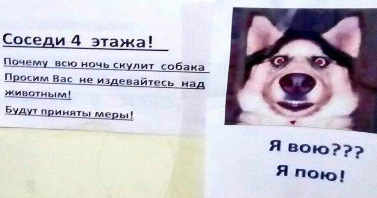 Собака гавкает ночью. Собака воет. Собака воет по ночам. Воет собака у соседей. Почему собаки воют.