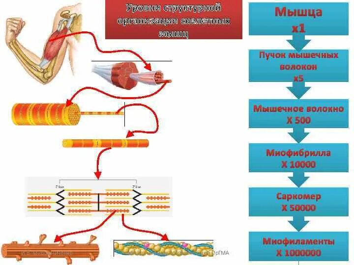 Качества работы мышц. Структурная организация мышечных волокон. уровень организации мышечной ткани. функционирование мышц на клеточном уровне. уровни структурной организации скелетной мышцы.