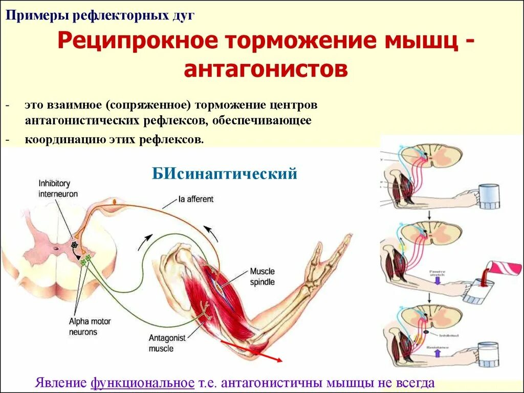 Рефлексы мышц. Рефлекторная дуга с мышцами антагонистами. Реципрокное торможение физиология схема. Реципрокная иннервация физиология. Реципрокная иннервация мышц-антагонистов физиология.