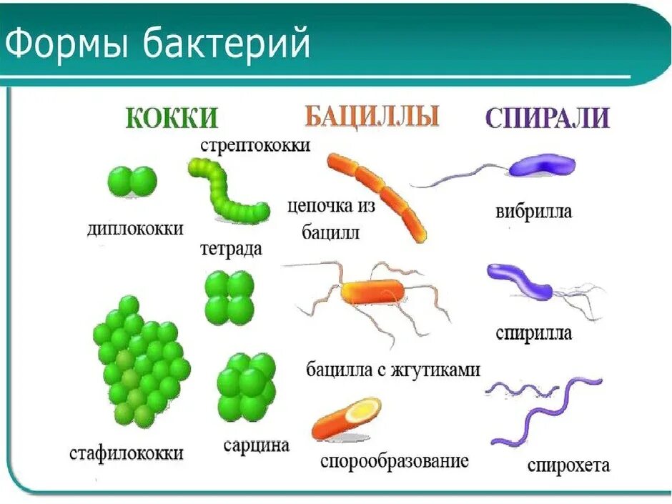 Биология 5 бактерии. Формы бактерий 5 класс биология. описание бактерии 5 класс биология. назовите формы бактерий 5 класс биология. формы бактерий 5 класс биология примеры.