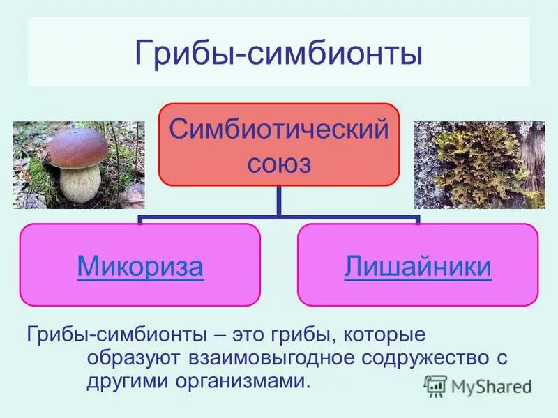 Грибы обладают признаками