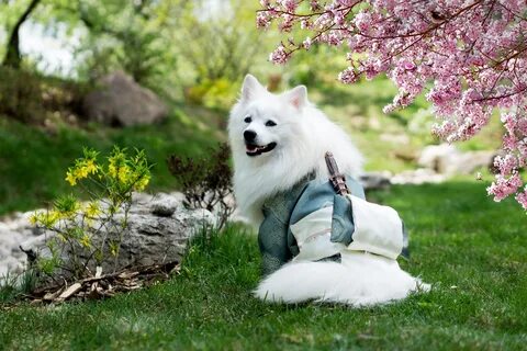 Beautiful dog