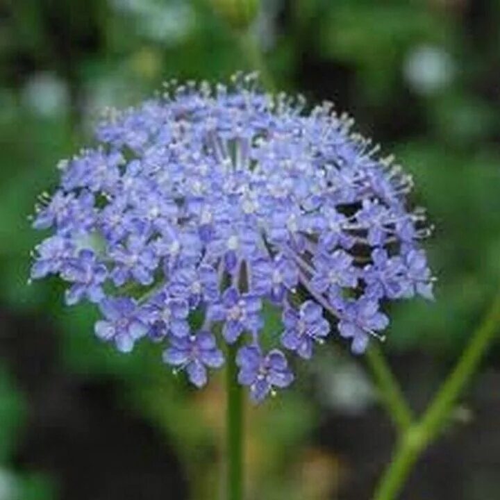 Didiscus caeruleus. Дидискус олимпийский. Didiscus caeruleus. Дидискус голубой. Дидискус.