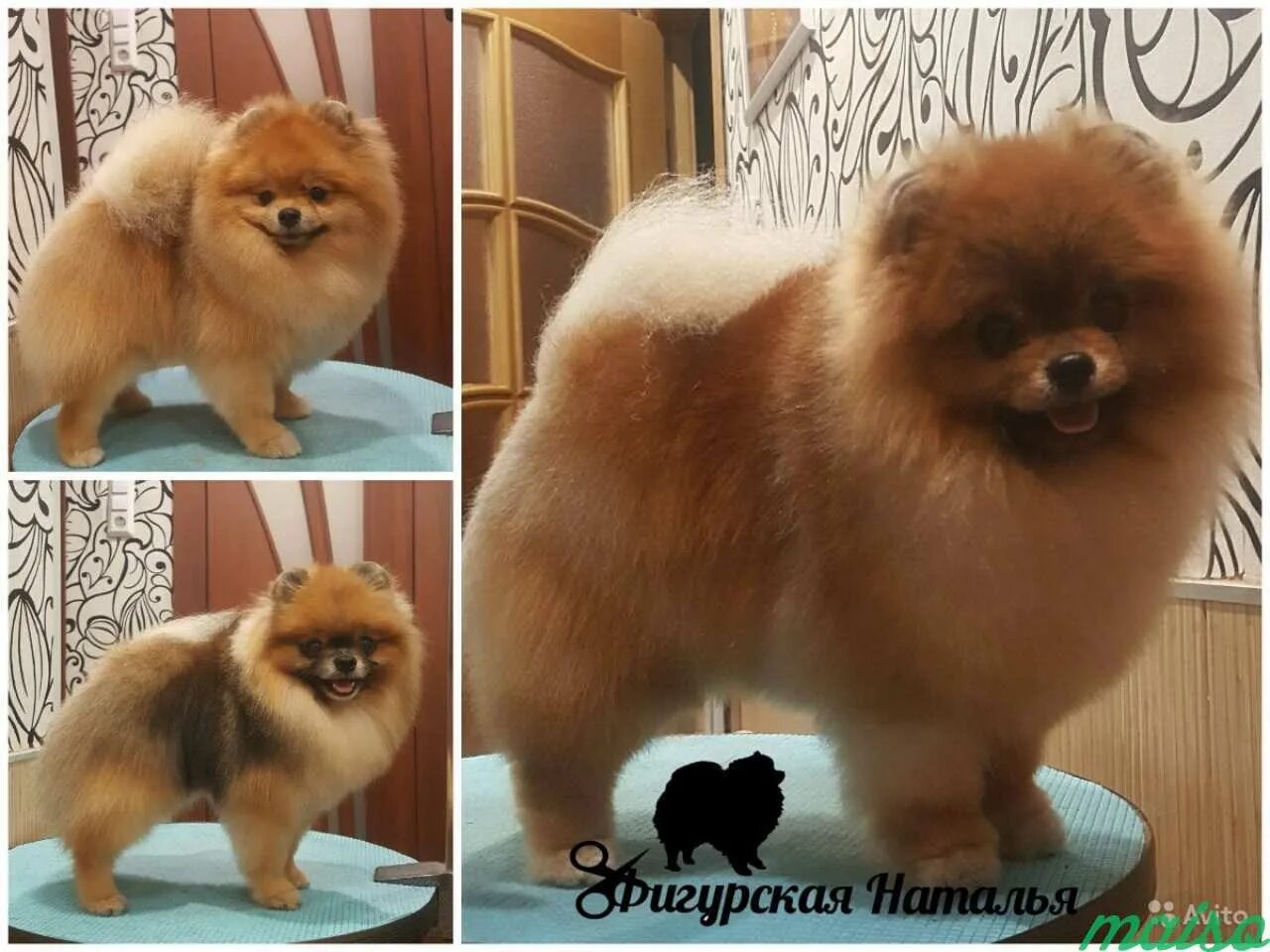 Померанский шпиц стриженный. Нужно ли стричь шпица. Померанский шпиц груминг. Малый немецкий шпиц стрижка. Немецкий шпиц подстрижка.