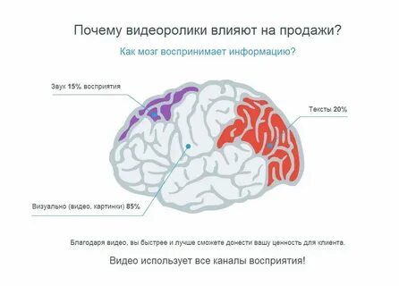 Сколько гигабайт в мозге человека