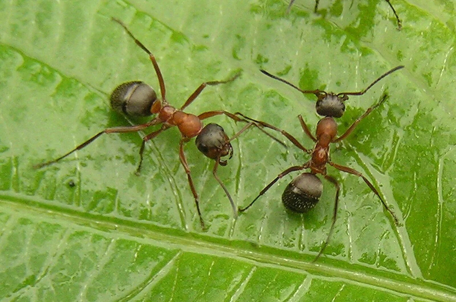 Лесной муравей тип развития. Луговой муравей (Formica pratensis). Черноголовый Лесной муравей. Formica subpilosa. Formica uralensis.