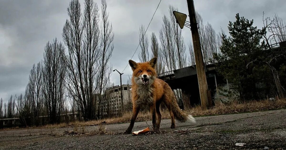 Чернобыль зона отчуждения 2023. Зона отчуждения чернобыльской аэс. Зона отчуждения чернобыльской аэс. Зона отчуждения после чернобыля. Чернобыль зона отчуждения припять.