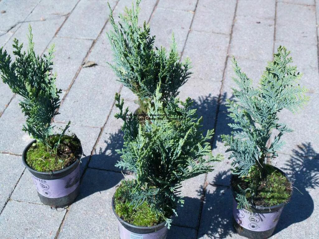 Кипарисовик горохоплодный Блю Мун: купить саженцы Chamaecyparis pisifera Blue Mo