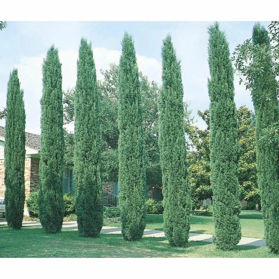 Узкие хвойные. Кипарис Стрикта. Кипарис вечнозеленый (Cupressus sempervirens). Кипарис Крымский пирамидальный. Кипарис Аризонский (Cupressus arizonica).