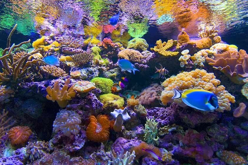 Морские живые организмы. Скорпена амбона. Бентос личинки. Морская губка (porifera tetillidae sponge). Рифы рас мухаммед.