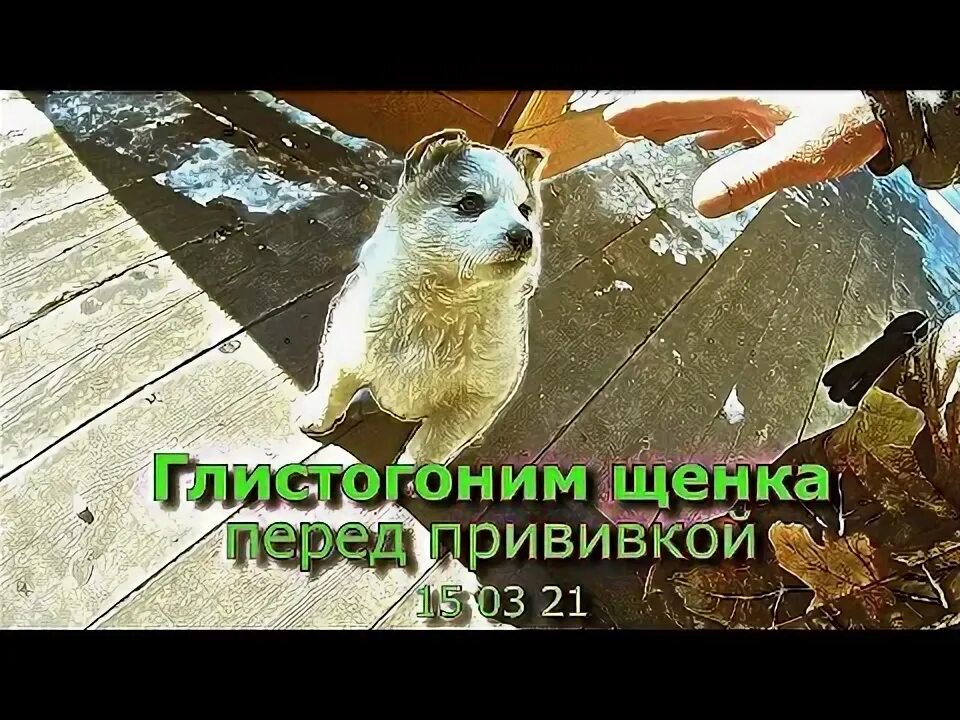 Морду зажали чьи то ладони нас глистогонят мем. Глистогонят котят. Морду зажали чьи то ладони нас глистогонят картинка. Нас глистогонят. Морду зажали чьи то ладони нас глистогонят картинка.