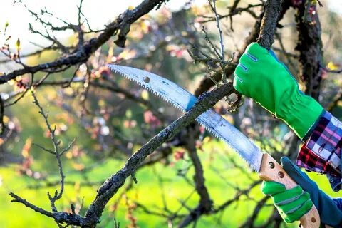 See saw tree