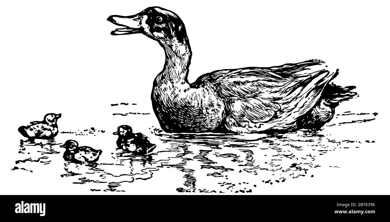 Ланфан раскраска утка (Много фото) - drawpics.ru