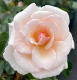 Rose pearl