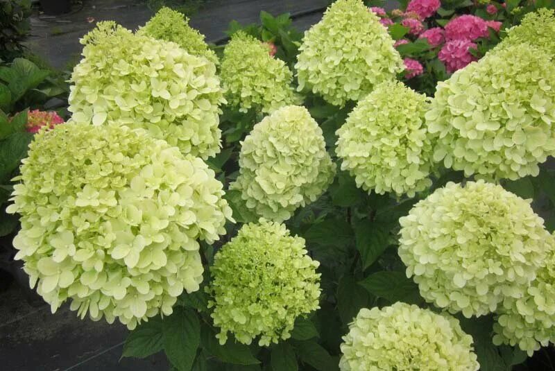 Гортензия метельчатая Hydrangea LimeLight (гортензия Лаймлайт), саженцы - купить