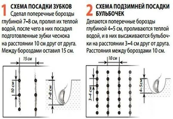 На каком расстоянии сажают лук на головку
