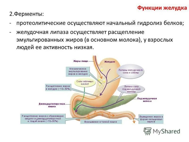 Фермент расщепления белков в желудке