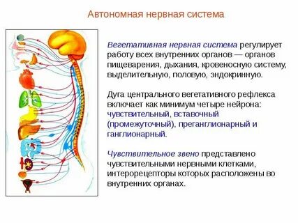 Какая система автономна