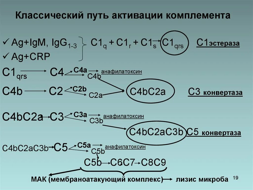 Схема активации комплемента. Классический путь активации системы комплемента. Схема активации системы комплемента. Механизм активации комплемента по классическому пути. Классический путь активации системы комплемента схема.