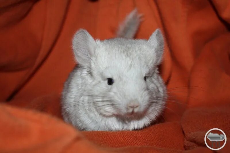 мир шиншилл. мир шиншилл. шиншилла в разных позах. самая большая большая шиншилла. как видят шиншиллы наш мир.