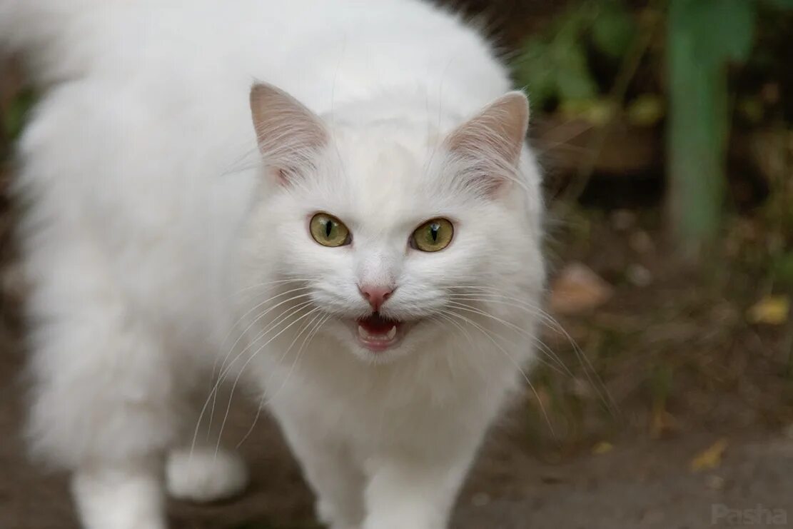 Старая белая кошка. Кошка белая. Белый котик. Красивый белый кот. Белая кошка с коричневыми глазами.