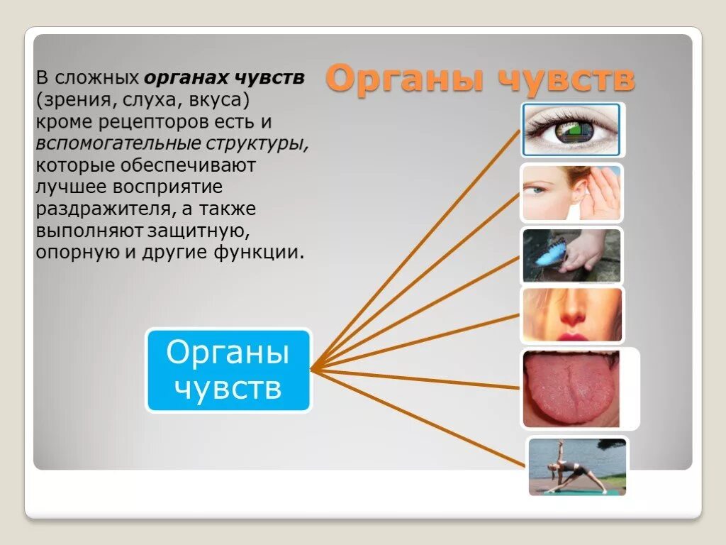 Органы чувств 8 класс биология презентация. Органы чувств. Ощущения органы чувств. Анализаторы органы чувств. Органы восприятия человека.