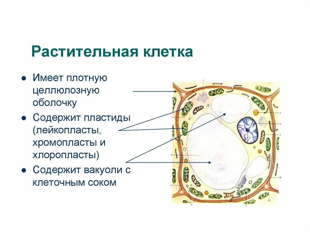 Вакуоли растительной клетки. Вакуоли с клеточным соком растительной клетки. Строение растительной клетки целлюлозная оболочка. Плотная, целлюлозная оболочка. Клеточный сок содержимое вакуоли