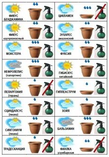 Календарь ухода за комнатными растениями