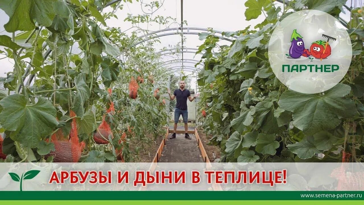 Высадка дыни в теплице из поликарбоната. Арбузы в теплице. дыня в теплице. тепличные арбузы. арбузы в теплице из поликарбоната.