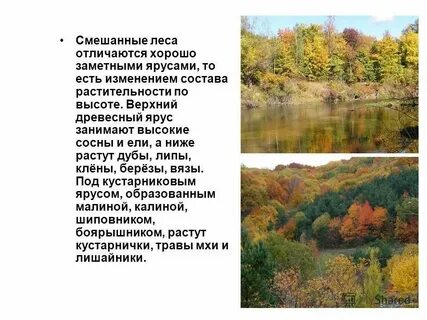 Раскрой особенности тайги смешанных и широколиственных