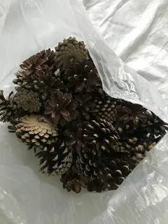 Продаю шишки в школе