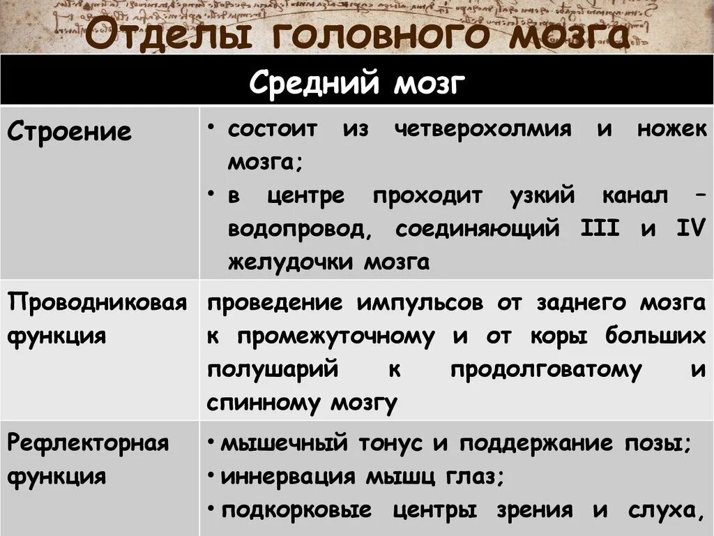 Отделы головного мозга и их функции