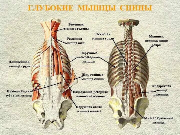 Глубокие спинные. Поверхностный слой глубоких мышц спины. Мышцы спины поверхностные и глубокие слои анатомия. Миология мышцы спины анатомия. Поверхностные мышцы спины анатомия.