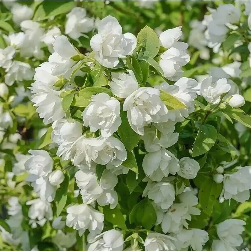 "чубушник гибридный ""manteau d""hermine"" (""манто д'эрмин"")". Чубушник лемуана манто д`эрмин. Чубушник д эрмин. Чубушник манто де эрмин. Чубушник д эрмин.