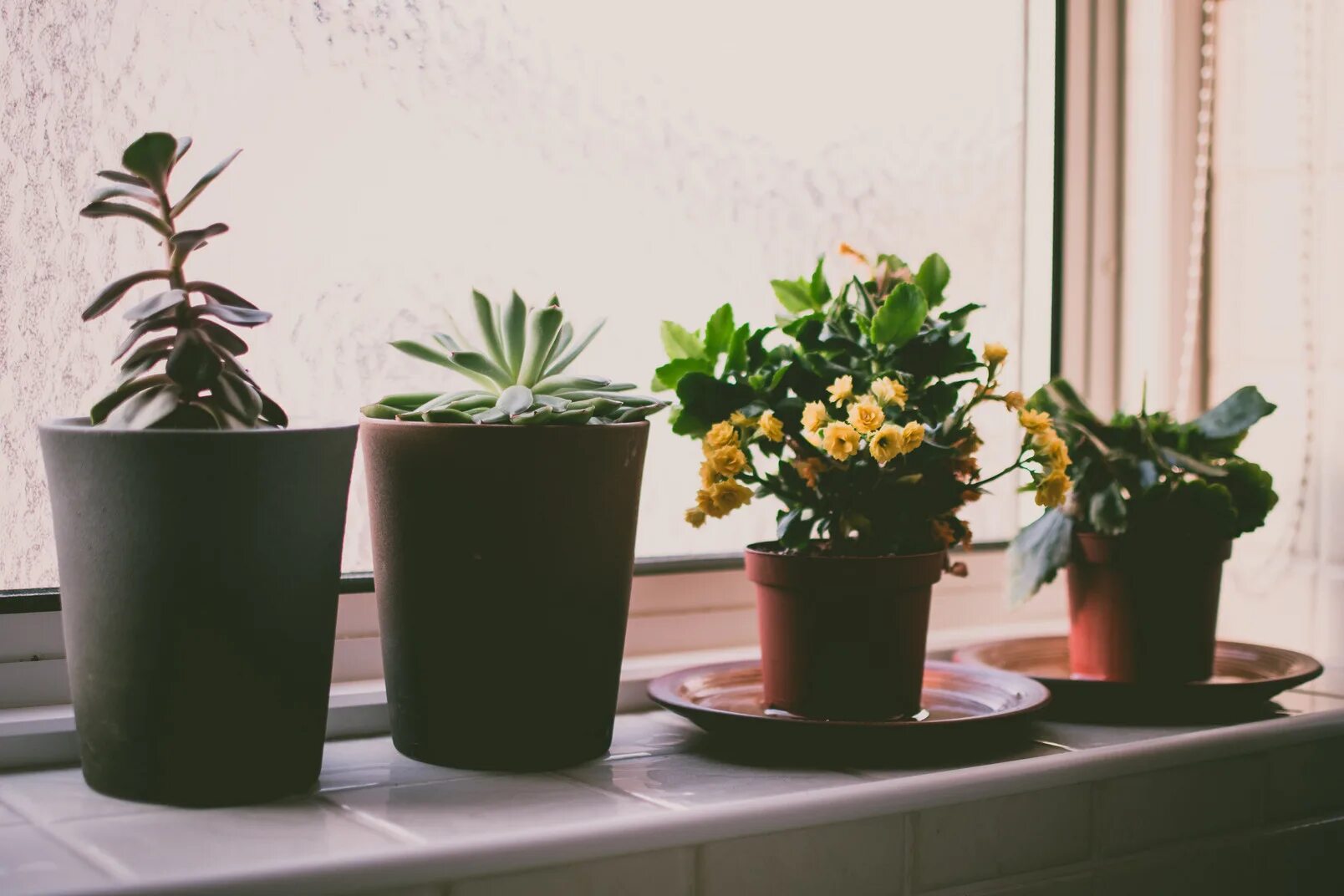 Indoor flowers. Цветок в горшке. Tsveti v gorshke. Комнатные цветы в горшках. Растения на подоконнике.