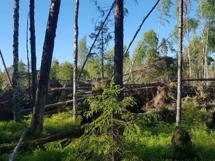 Архангельское лесничество
