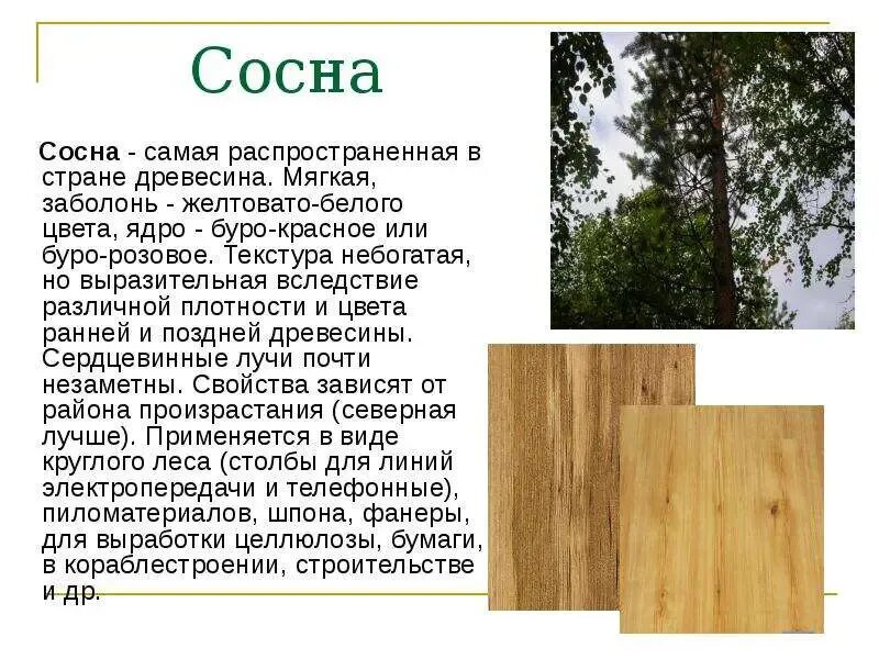 Деревья лес свойства деревьев