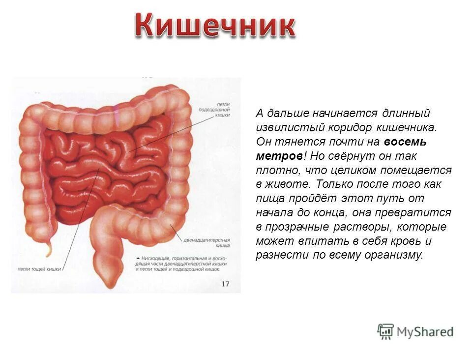 Тонкая кишка человека рисунок. Кишечник анатомия строение рисунок. Функции кишечника человека 2 класс. Кишечник человека 3 класс. Строение толстой кишки анатомия.