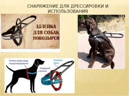 Методы подготовки собак