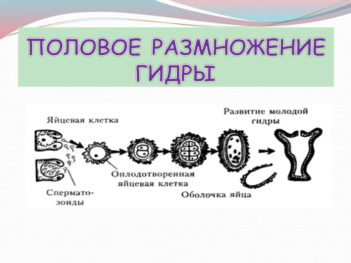 Размножение 2 способами людей. Половое размножение гидры. Схема полового размножения гидры. Размножение гидрыидры. Размножение гидры.