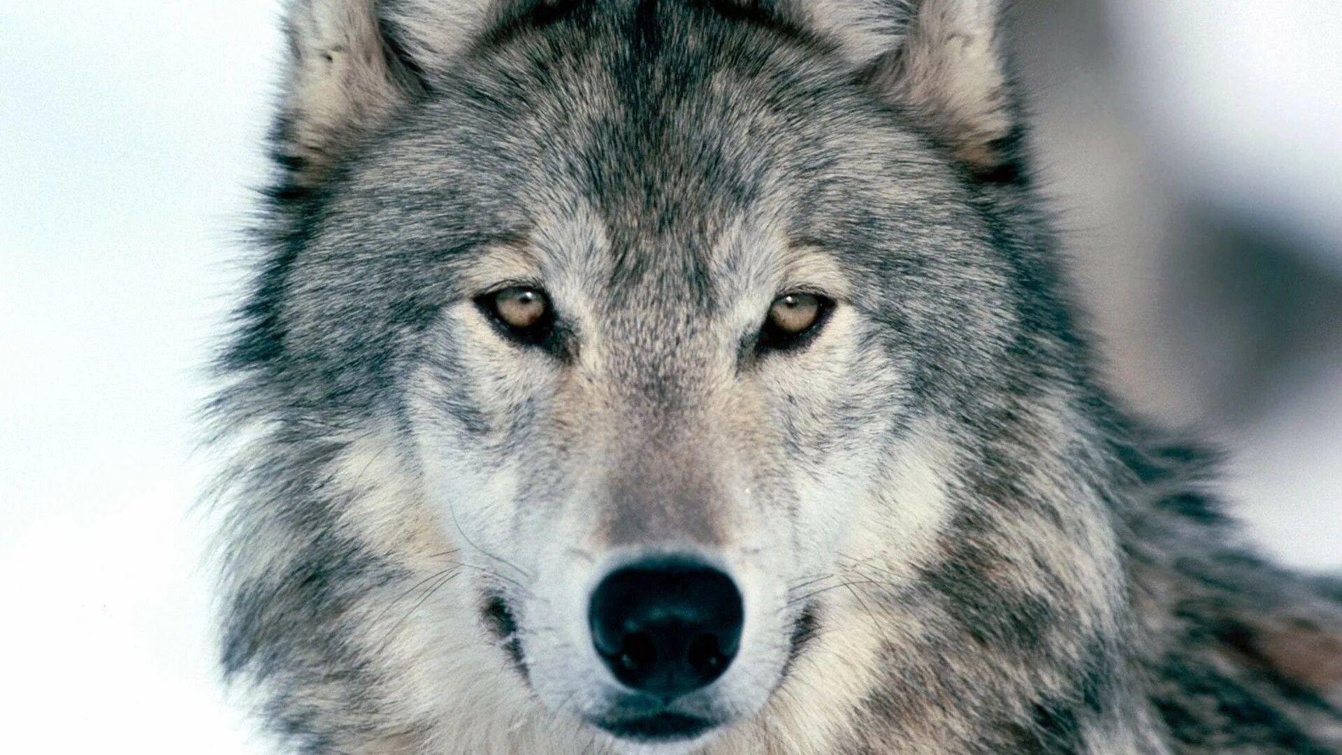 He wolf. He wolf