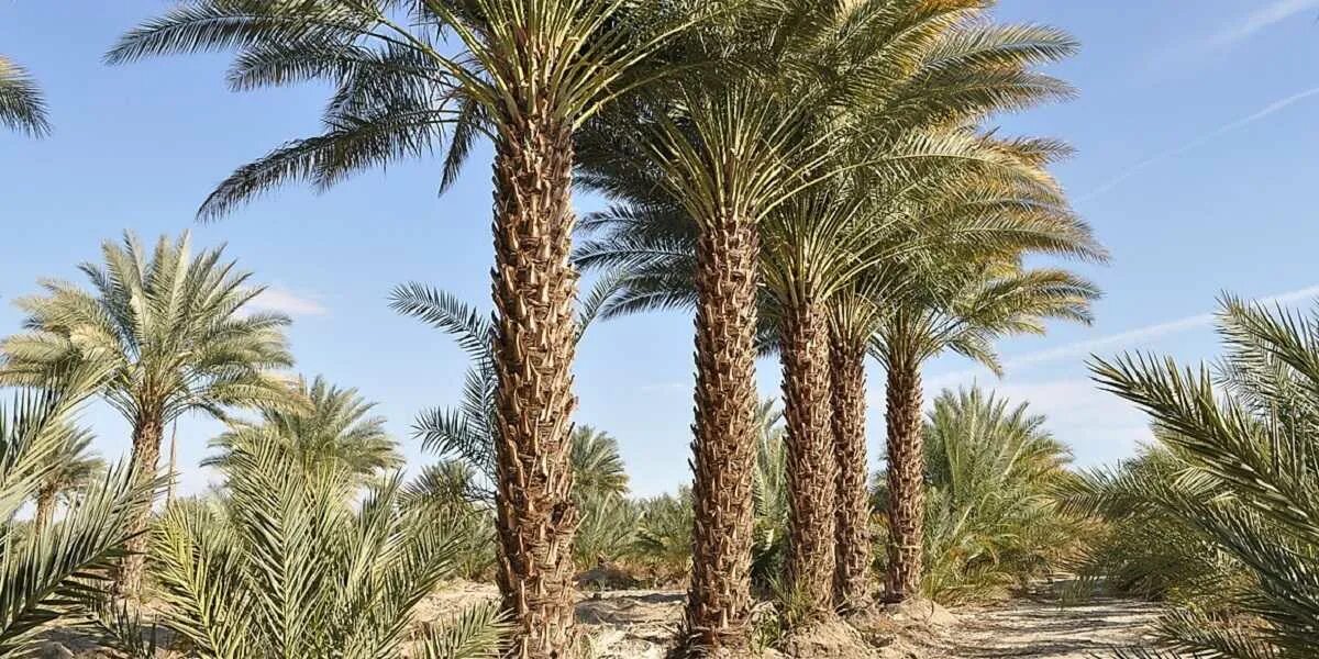 Финиковая пальма где растет природная зона. Финиковая Пальма пустыни. Финиковая Пальма в оазисе. Растения Египта финиковая Пальма. Финиковые пальмы в Египте.