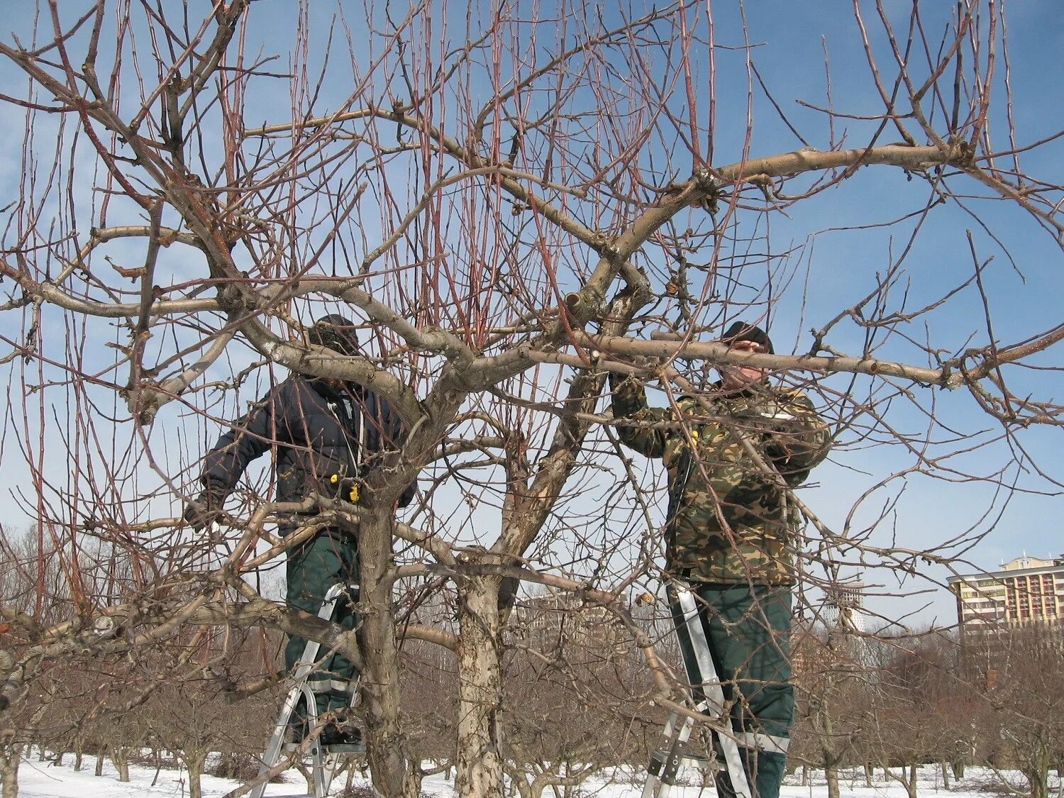 Обрезка старых яблонь для начинающих. Кронирование яблони. Омолаживание яблони. Омолаживающая обрезка плодовых деревьев. Омолаживание старой яблони.