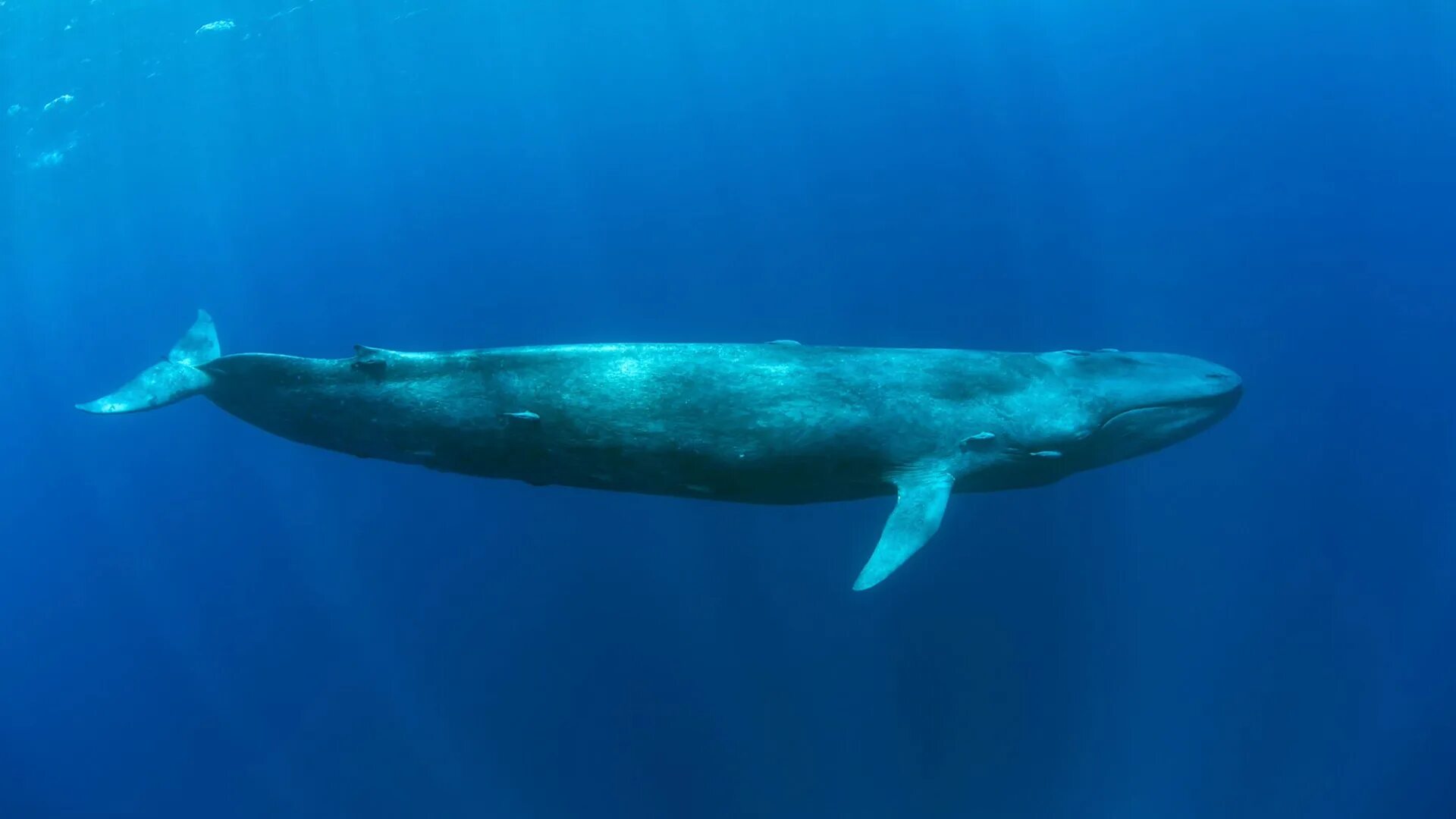 Где живут синие. Сейвал (ивасевый кит). Balaenoptera musculus brevicauda. Синий кит (голубой кит). Кашалот сейвал.